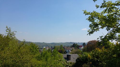 Trees in town against sky