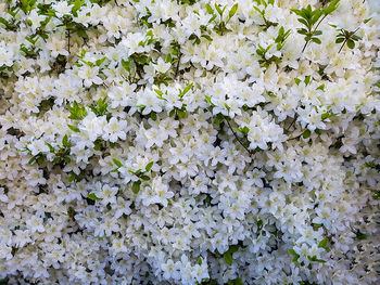 Close-up of white flowers