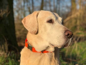 Close-up of dog looking away