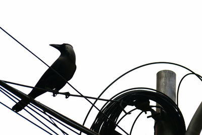 Low angle view of birds perching on tree