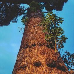 Low angle view of trees against blue sky