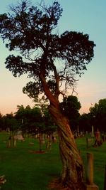 Tree on landscape against sky