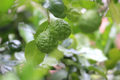 Close-up of fruit growing on plant