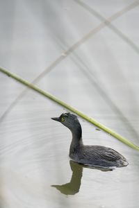 Close-up of bird perching on a lake