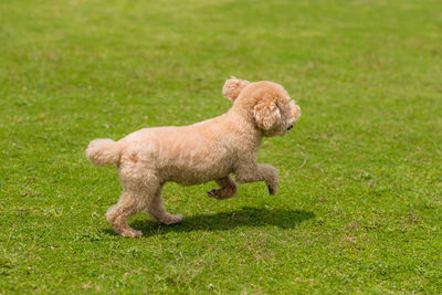 Full length of a dog running on grass