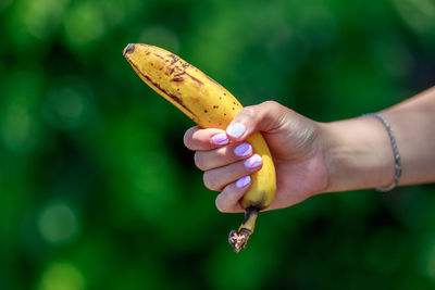 Cropped hand of woman holding banana against trees