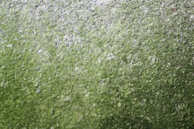 Full frame shot of grass