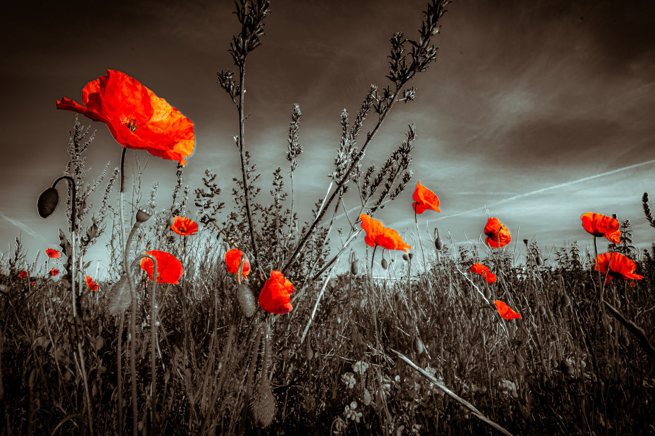 RED POPPY FLOWERS GROWING ON FIELD