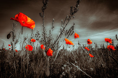 Red poppy flowers on field against sky