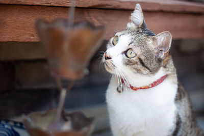 Close-up of a cat