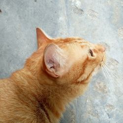 High angle view of ginger