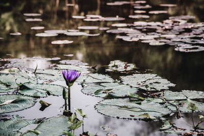 Close-up of water lily in lake