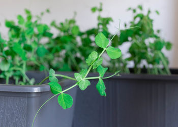 Close-up of potted plant