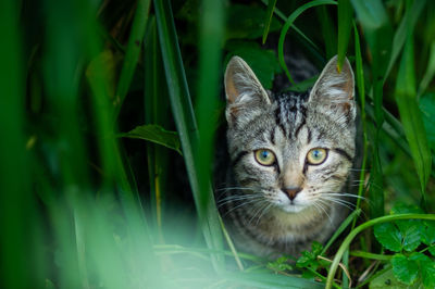 Close-up portrait of cat