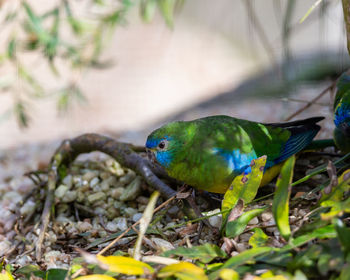 Close-up of bird perching on plant