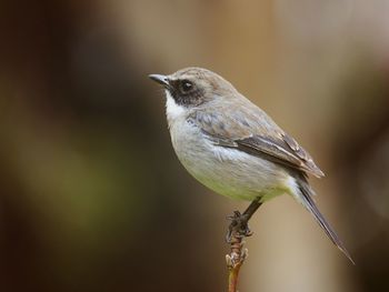 Close-up of eastern phoebe perching on twig