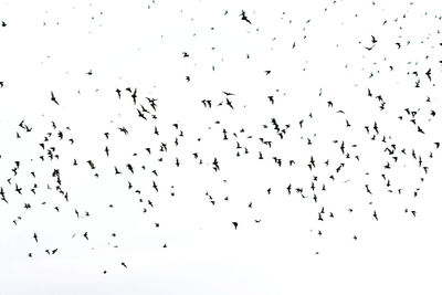 Flock of birds flying in the sky