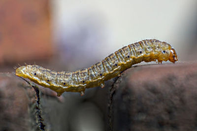 Close-up of lizard