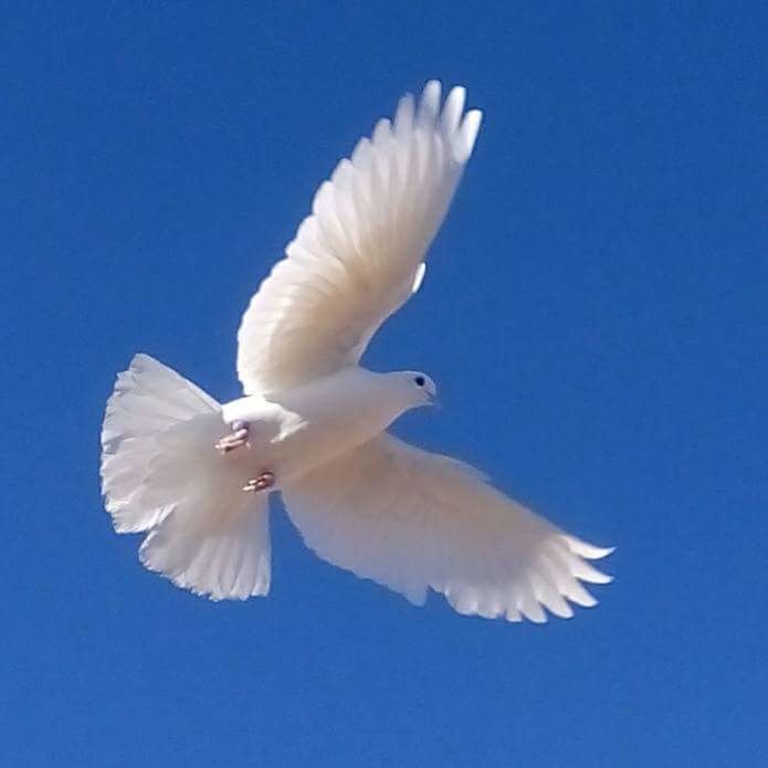 CLOSE-UP OF BIRD FLYING AGAINST BLUE SKY