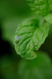 Planthopper on a papermint leaf