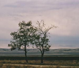 Tree on field against sky during sunset