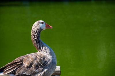 Close-up of a bird