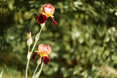 Close-up of red rose flower buds