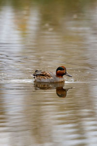 Duck swimming on a lake