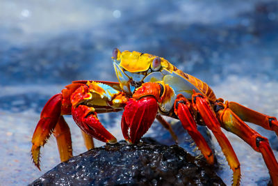 Close-up of red crab on rock at beach