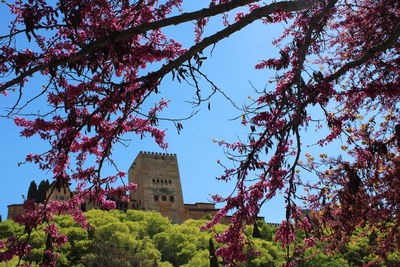 Low angle view of trees and building against sky