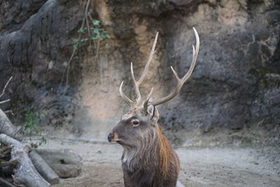 Deer in a field