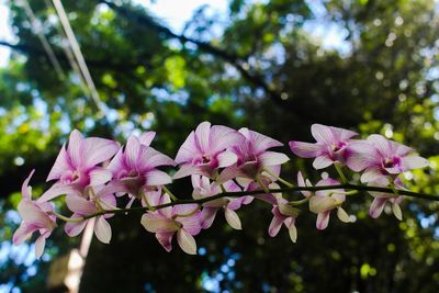 Close-up of pink flowering plant