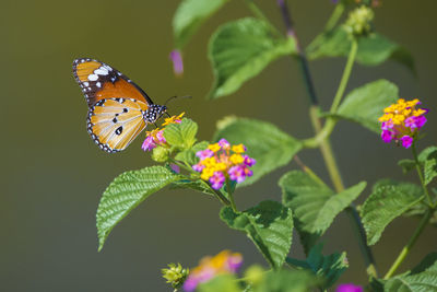 Close-up of butterfly perching on leaf