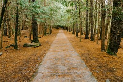 Pathway along trees in park