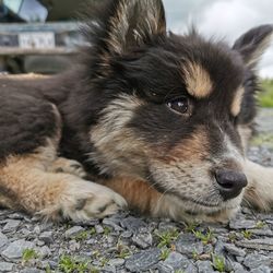Close-up of dog resting