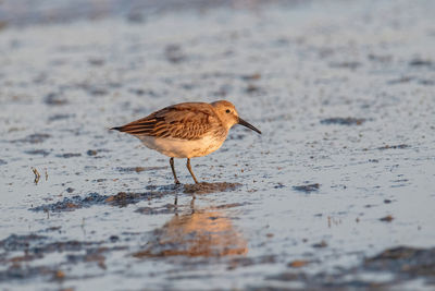 Close-up of bird perching on beach