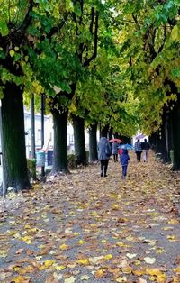People walking on autumn trees