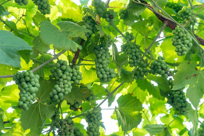 Grapes growing in vineyard