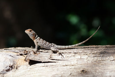 Madagascan collared iguana