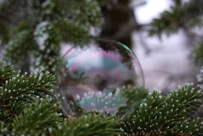 Close-up of plants against blurred background