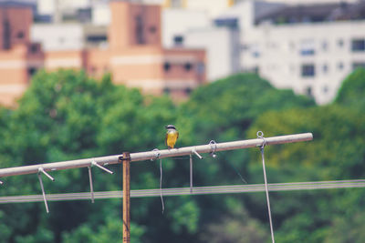 Bird perching on a railing