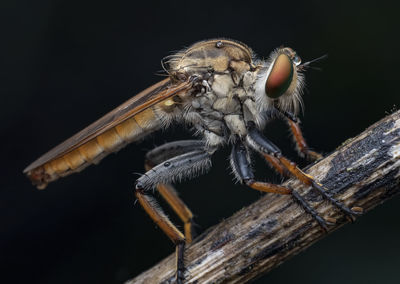 Close-up of insect on wood