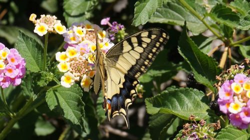 Butterfly on flower