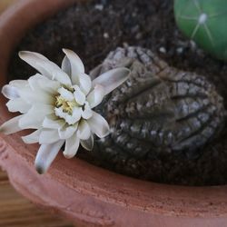 Close-up of white flowering plant