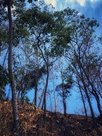 Low angle view of trees in forest against sky