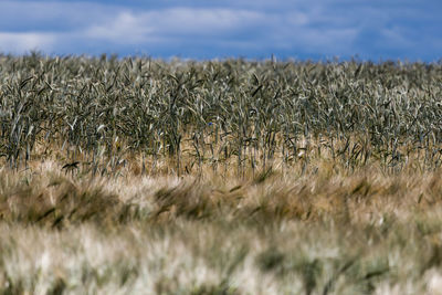 Cereal plants growing on agricultural field against sky