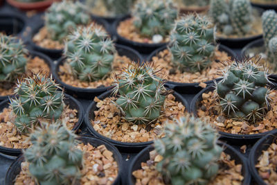 High angle view of potted plants