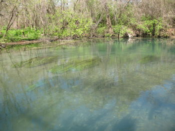 Scenic view of lake in forest