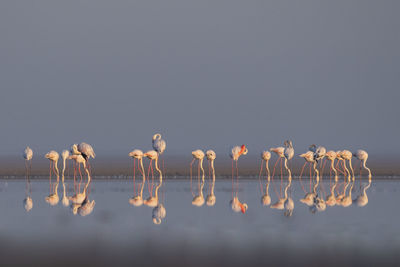 Birds in reflection