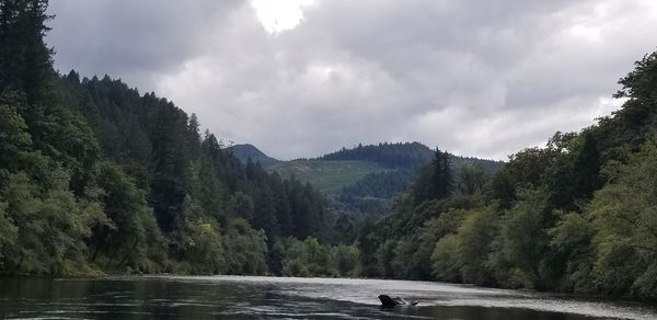 Panoramic view of river amidst trees against sky